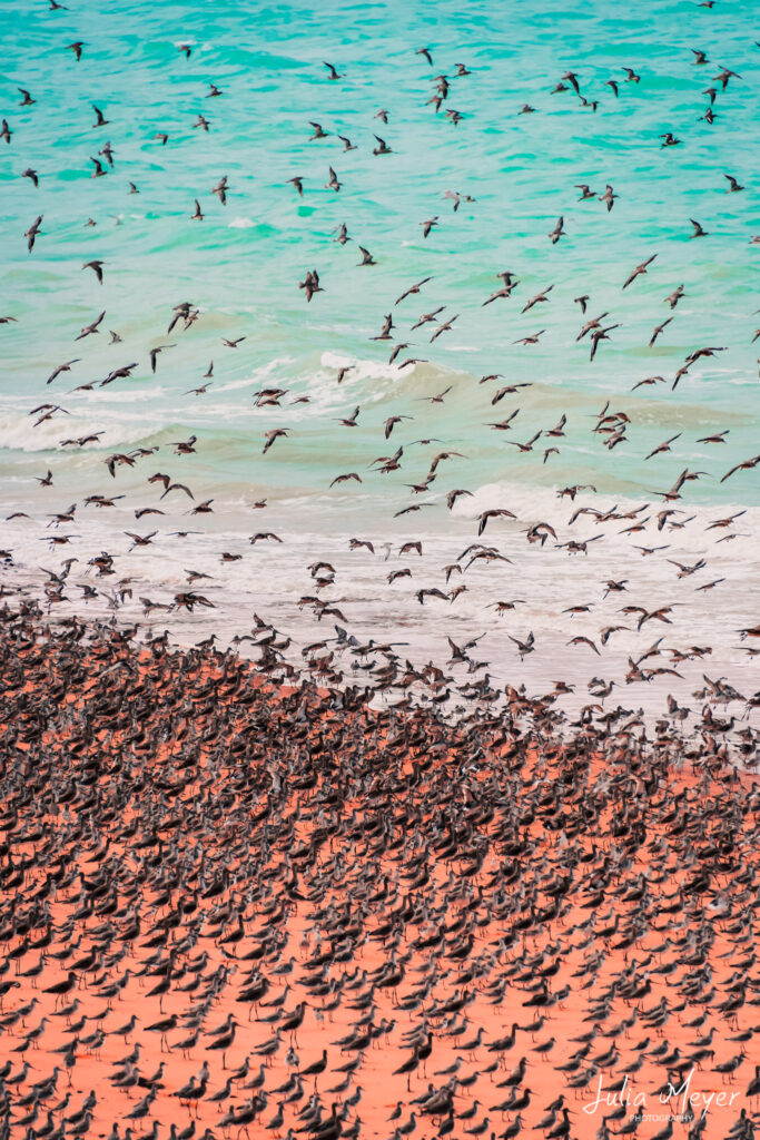 Broome Shorebirds