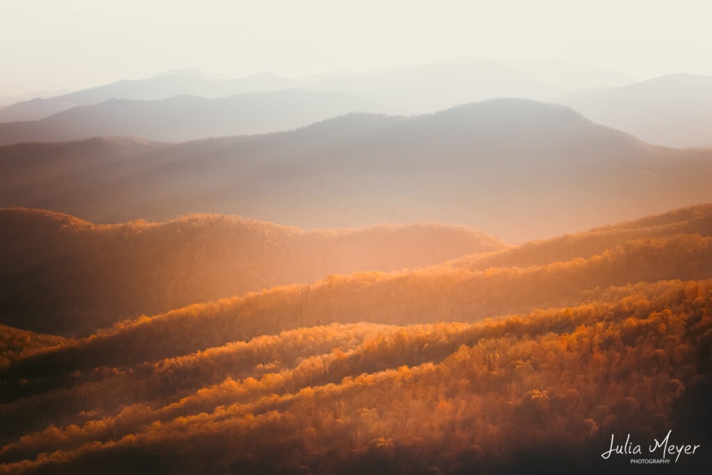 Golden Shenandoah