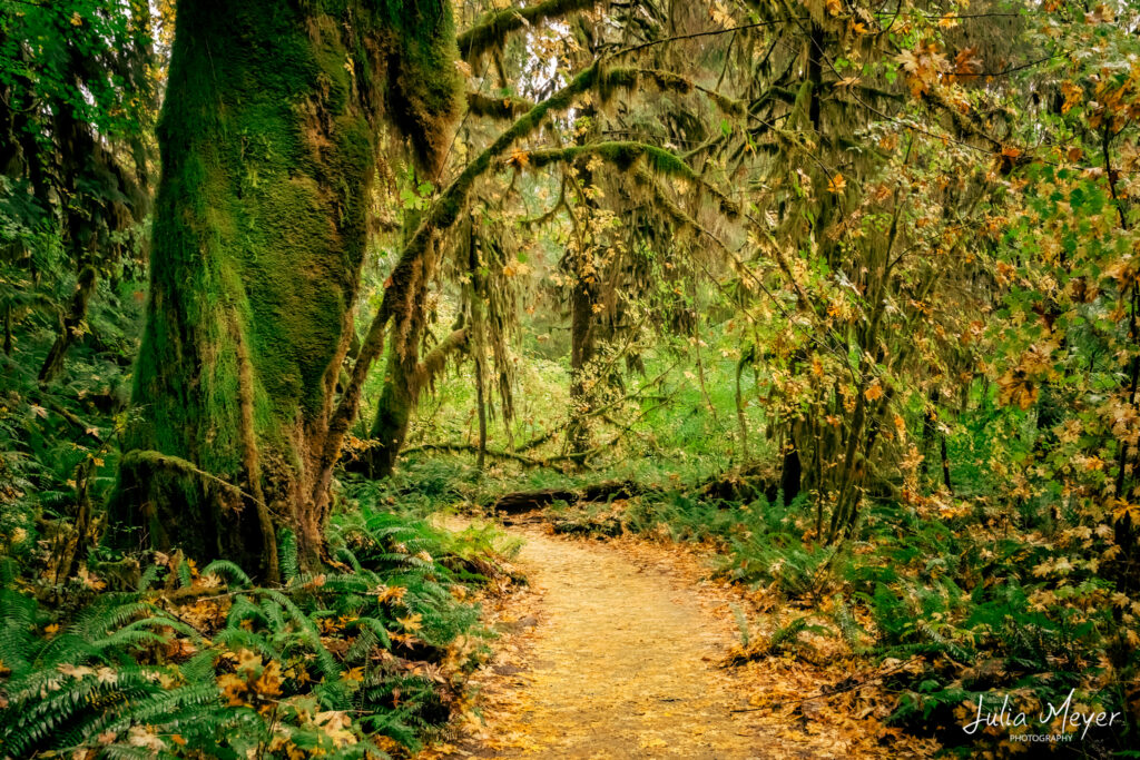 Path in the Rainforest