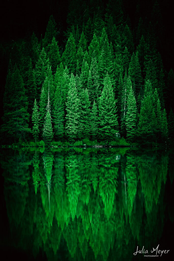 Pine Tree Reflections