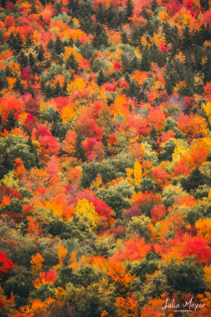 Splash of Fall Colors