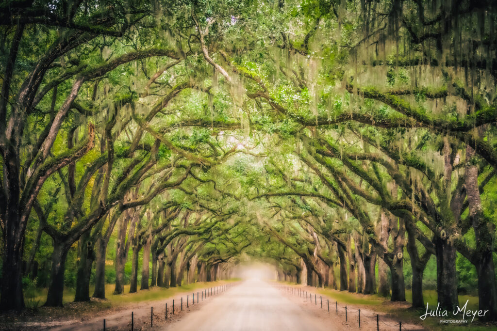 Tunnel of Trees